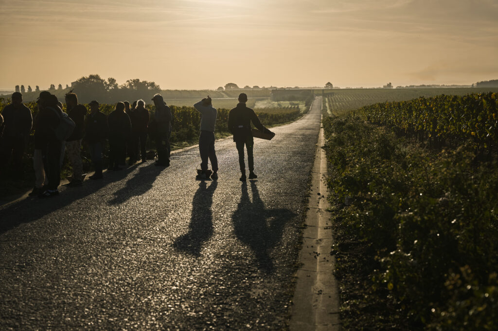 (C)C.Goussard_ vendanges 2025_ 9