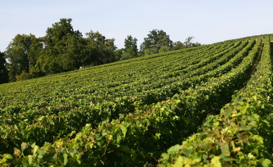 CHATEAU_SAINT_PIERRE