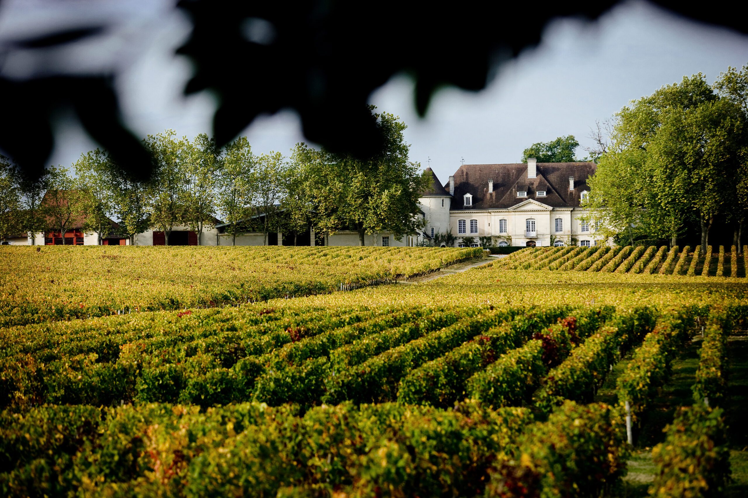 Château Bouscaut