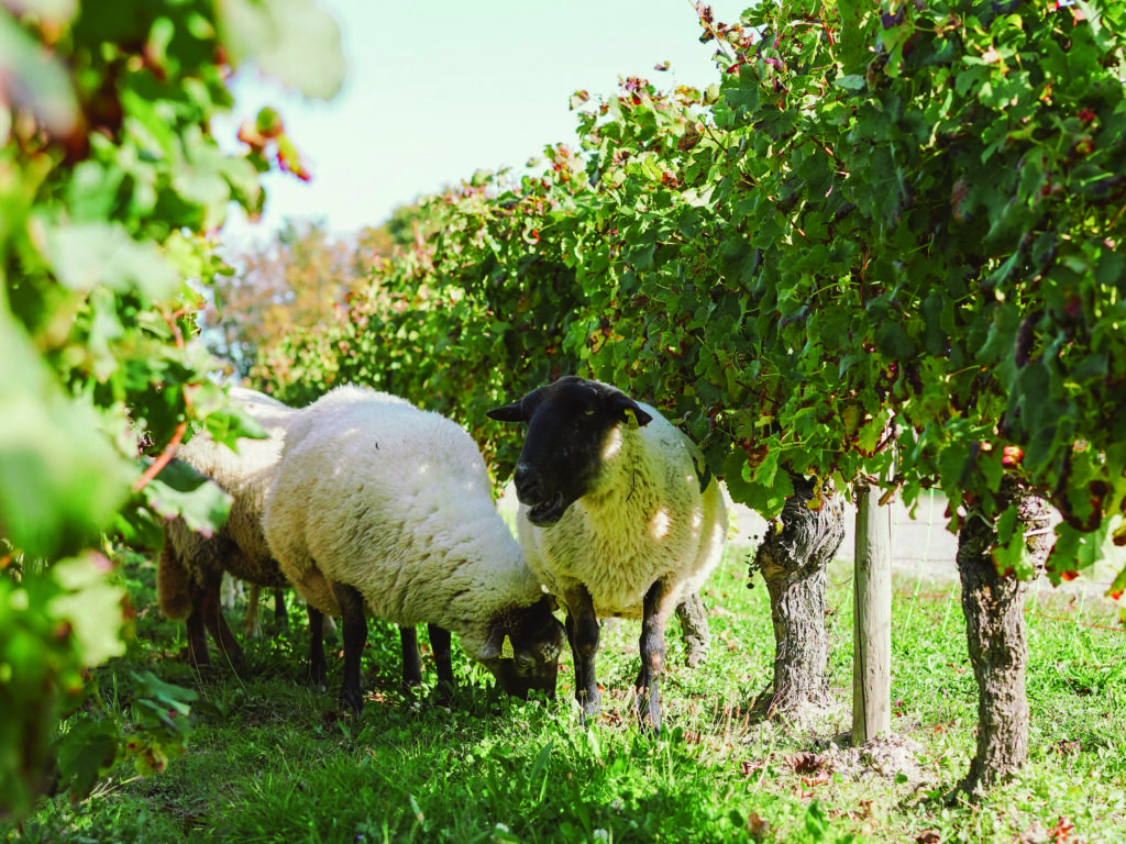 Chateau La Pointe moutons