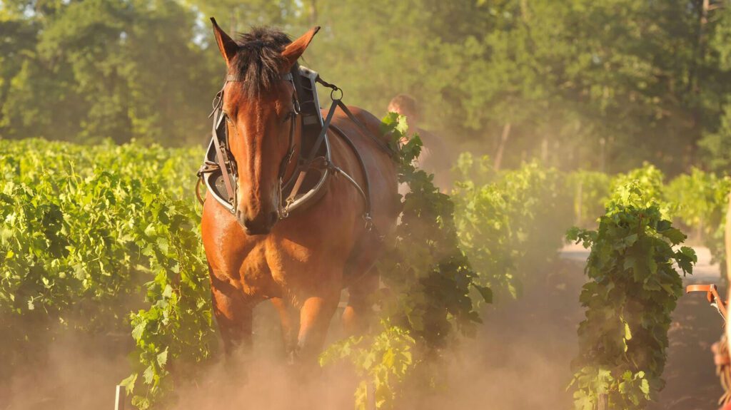 Domaine de Chevalier — 1