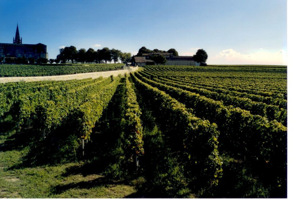 Les vignes Ch Clos Fourtet