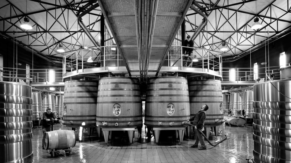 MLR cuvier N&B