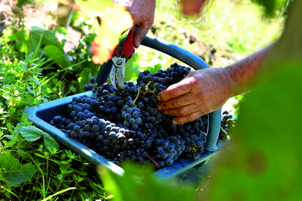 Photo vendanges Château Croizet-Bages PAYSAGE