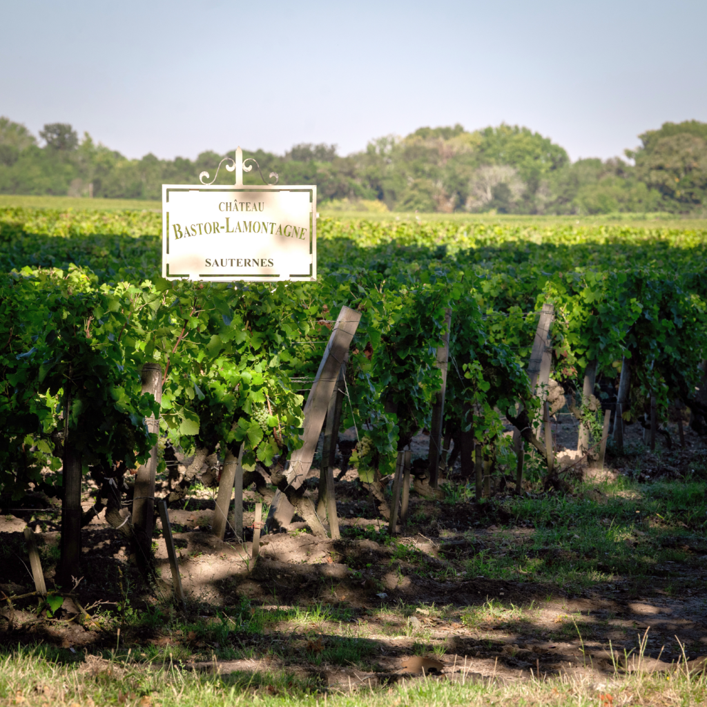 REPORTAGE CH BASTOR-LAMONTAGNE - VIGNES+PANNEAU (4)