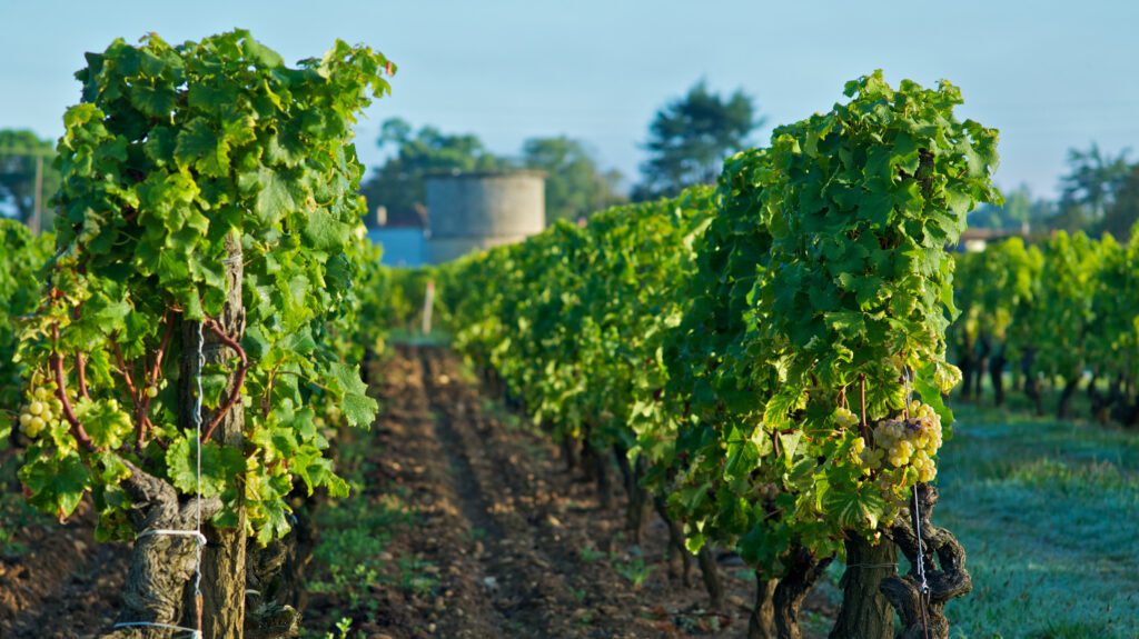 Getting to know our Châteaux…