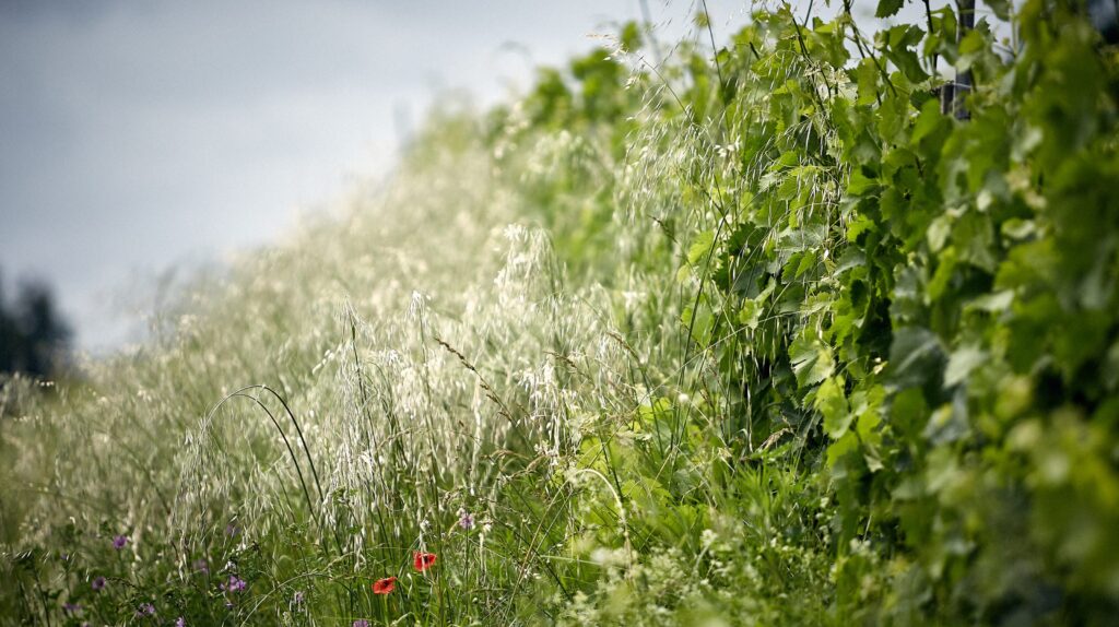 ©GUNTHER VICENTE Château Larcis Ducasse Vignoble (6) -Diaporama