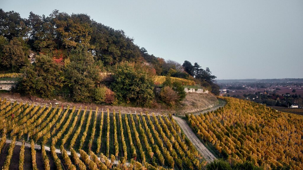 ©GUNTHER VICENTE Château Larcis Ducasse Vignoble -Diaporama