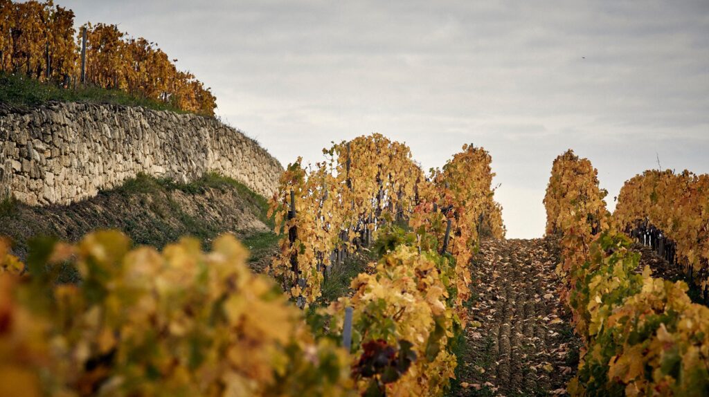 ©GUNTHER VICENTE Château Larcis Ducasse Vignoble -Diaporama (2)