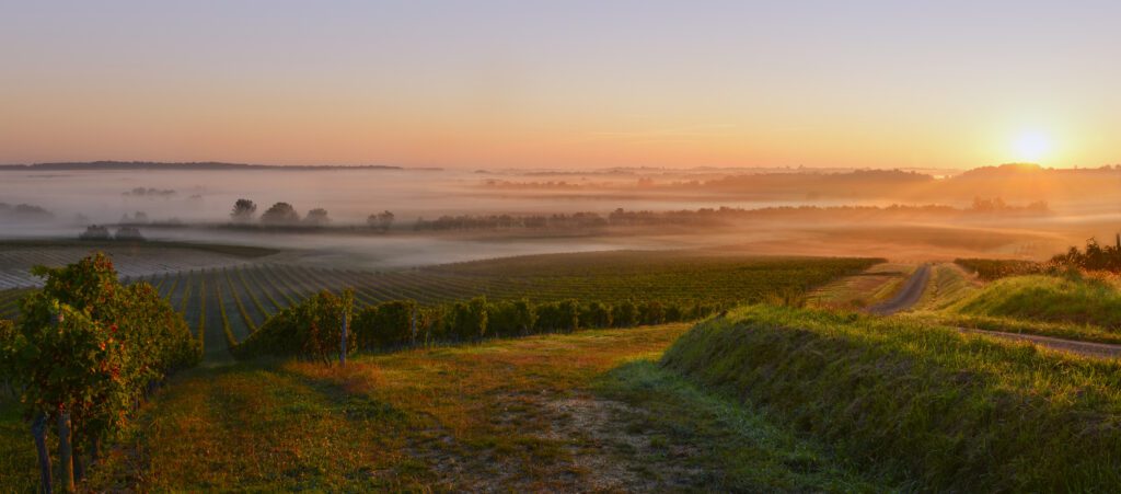 Vineyard Sunrise