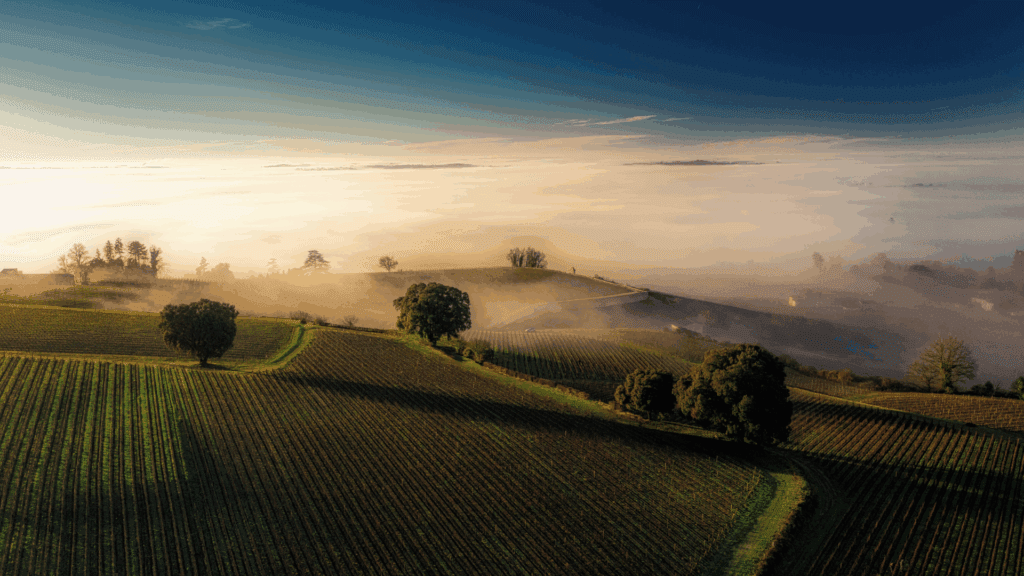 CONCOURS WINE TO WIN