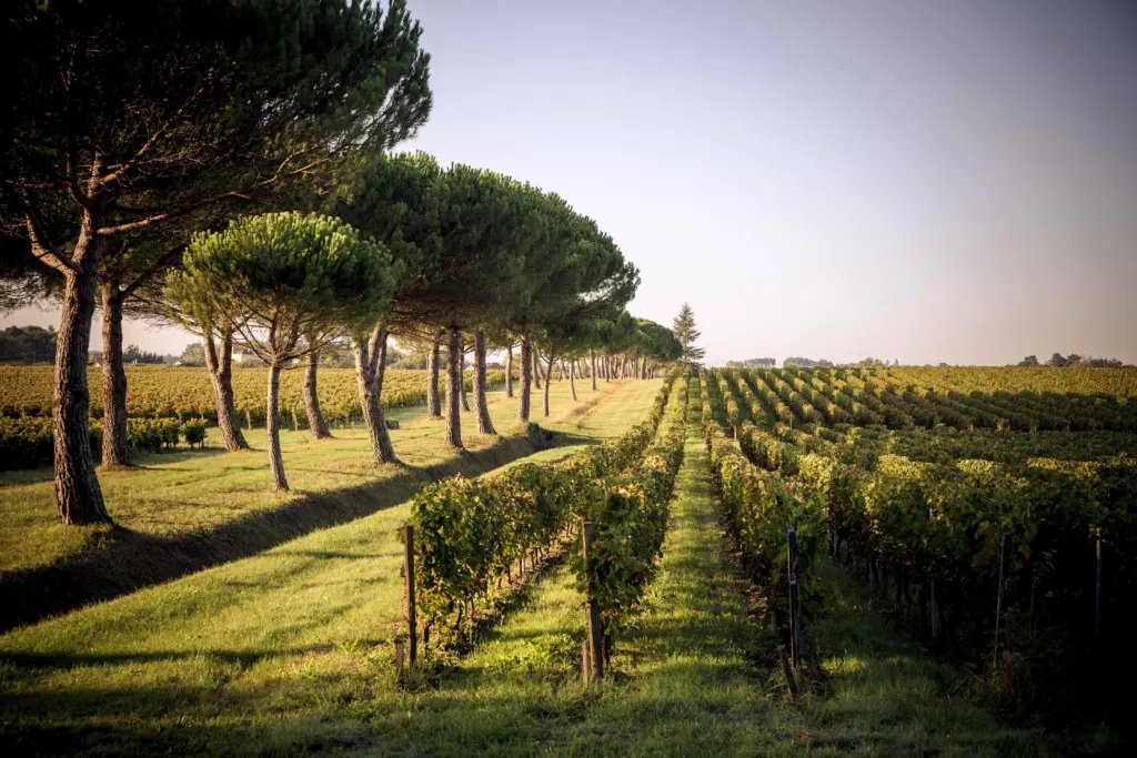 Listrac Médoc