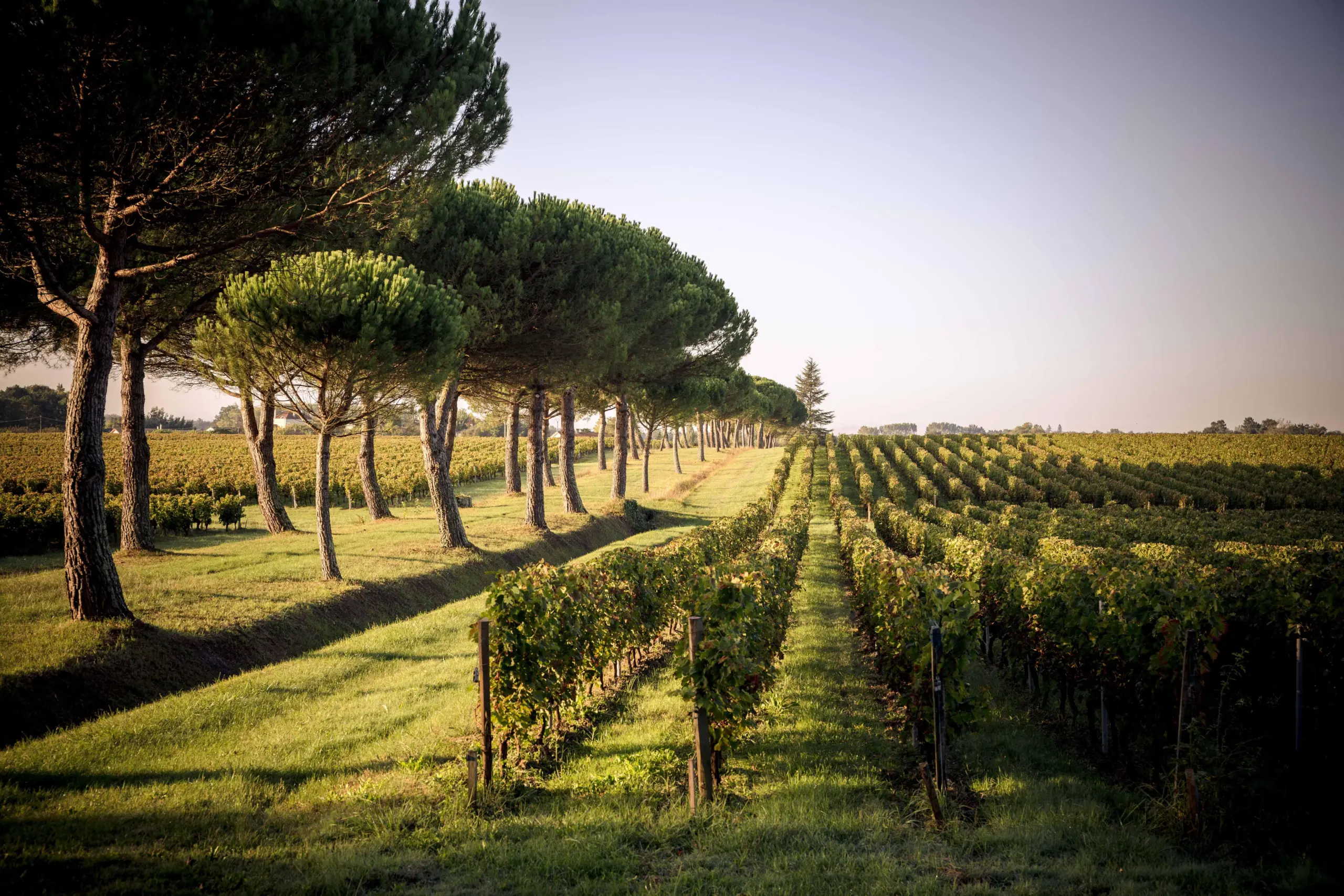 Listrac Médoc