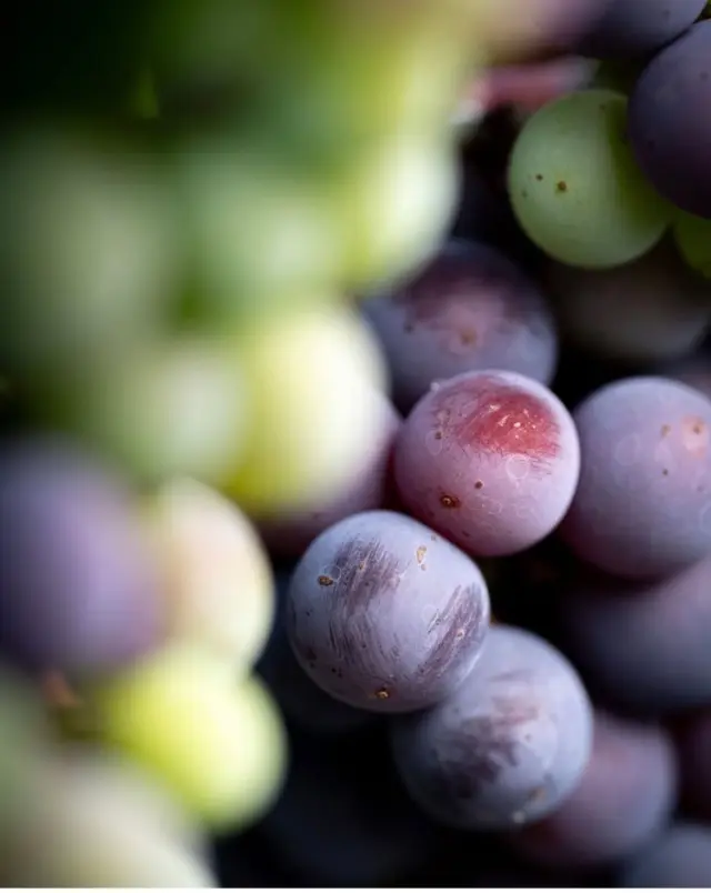 🍇 Pourquoi les raisins changent ils de couleurs ? 

C'est la véraison 

Une période, au cours du cycle de la vigne, durant laquelle les raisins commencent à mûrir. Les baies passent du vert au rouge ou au jaune, selon les cépages.

C'est une étape importante car elle marque le début de la maturation des raisins. 

Un nouveau Millésime se prépare... 

📸 @chateau_rauzangassies @chateau_cantemerle 

#veraison #GrandsCrusdeBordeaux #vigne #vin #millesime2026 #2026vintage
