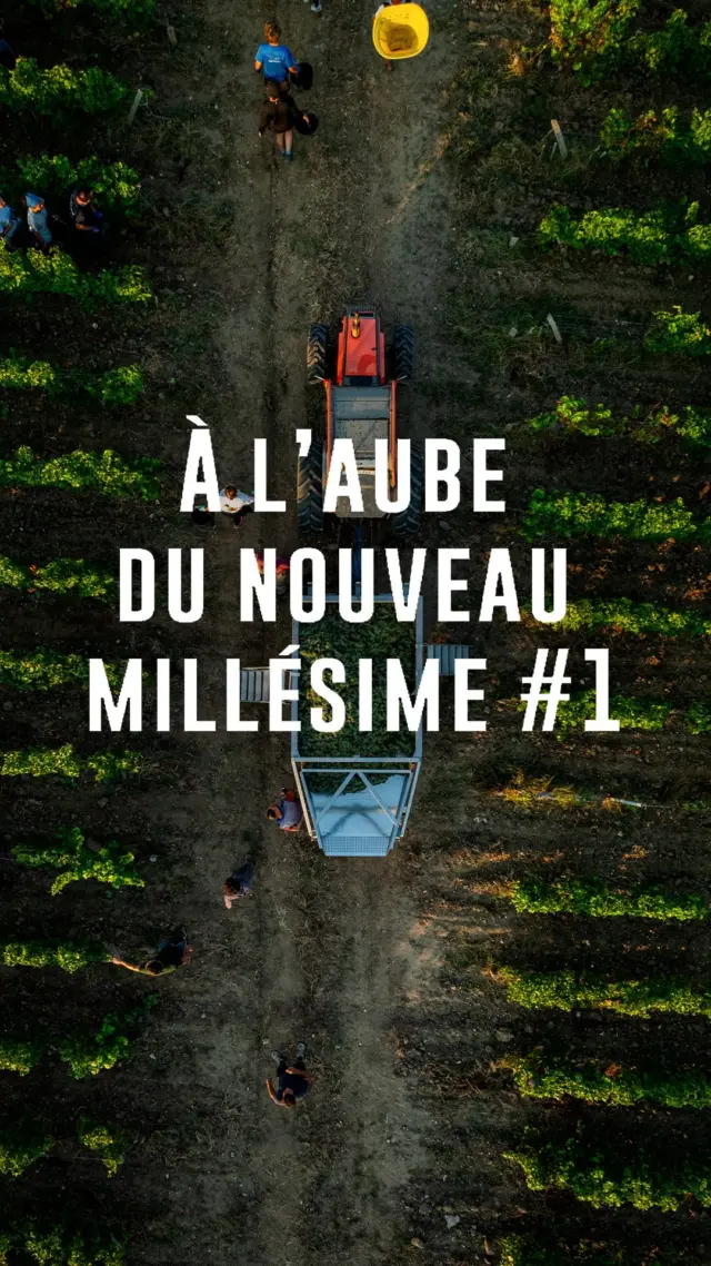 À l’aube du nouveau Millésime #1 

Vendanges des Blancs | Millésime 2026 
@chateaucarbonnieux - Pessac-Léognan 

Découvrez une viticulture vivante, incarnée et moderne, à travers le regard de ceux qui la font vivre au quotidien. Cette année, le Château Carbonnieux, nous ouvre ses portes pour une immersion unique dans l’une des étapes de la création d’un grand vin : les vendanges. 

Au lever du jour, ce moment où tout commence : l’équipe arrive avant le soleil, ouvre les chais, prépare les sécateurs et s’élance dans les rangs, prête à cueillir les premiers raisins de ce nouveau Millésime. 

📹 @ondrae.agence 
 @hubertdecastelbajac 

#vendanges #millesime2026 #chateauxcarbonnieux #grandscrusdebordeaux