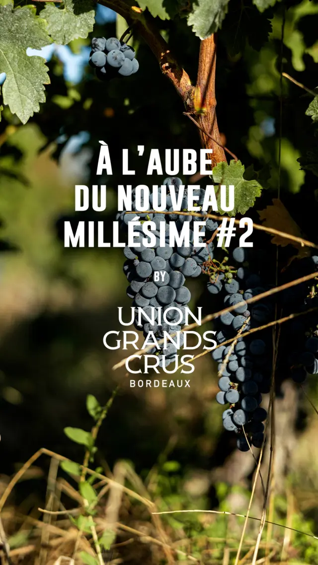 À l’aube du nouveau Millésime #2

Vendanges des Rouges | Millésime 2026
@chateaugiscours - Margaux

Dans les rangs de vignes, le silence laisse place à l’effervescence des vendanges. 

Les sécateurs s’activent, les caisses se remplissent et les échanges rythment le travail de celles et ceux qui récoltent les premiers raisins du Millésime 2026.

Des gestes précis, des sourires, et surtout une énergie collective : aux côtés des vendangeurs du Château Giscours.

📹 @ondrae.agence 
@hubertdecastelbajac 

#vendanges #millesime2026 #chateaugiscours #margaux #grandscrusdebordeaux