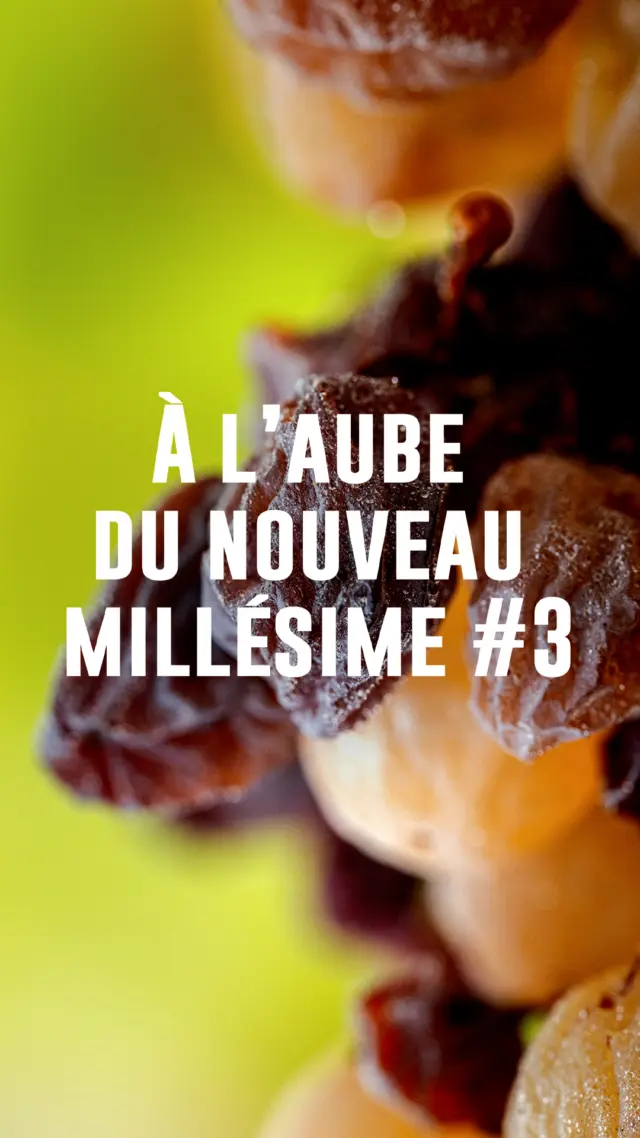 À l’aube du nouveau Millésime #3
Vendanges des Liquoreux | Millésime 2026

@latourblanche - Sauternes

Au Château La Tour Blanche, les vendanges se poursuivent au rythme d’une récolte particulièrement minutieuse.
Ici, chaque grappe est sélectionnée avec attention pour révéler toute la richesse et la concentration propres aux Sauternes.

Une récolte exigeante, portée par le regard attentif des équipes et par un savoir-faire qui se transmet au fil des millésimes.

#chateaulatourblanche #sauternes #vendanges #millésime2026 #grandscrusdebordeaux