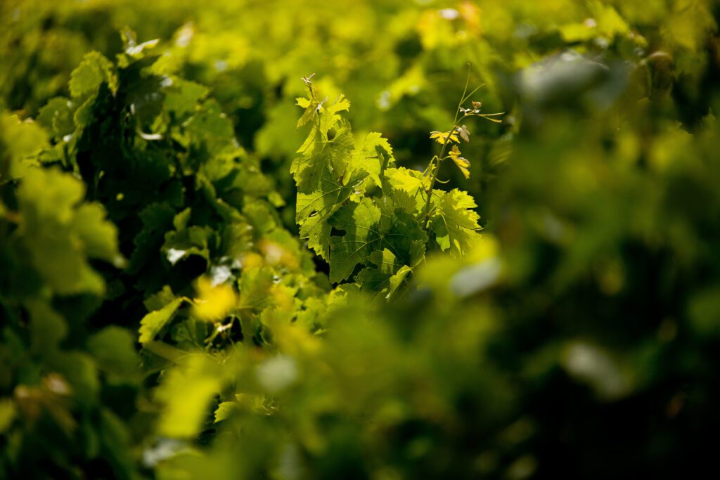 « Bordeaux n’a jamais produit d’aussi bons vins » 