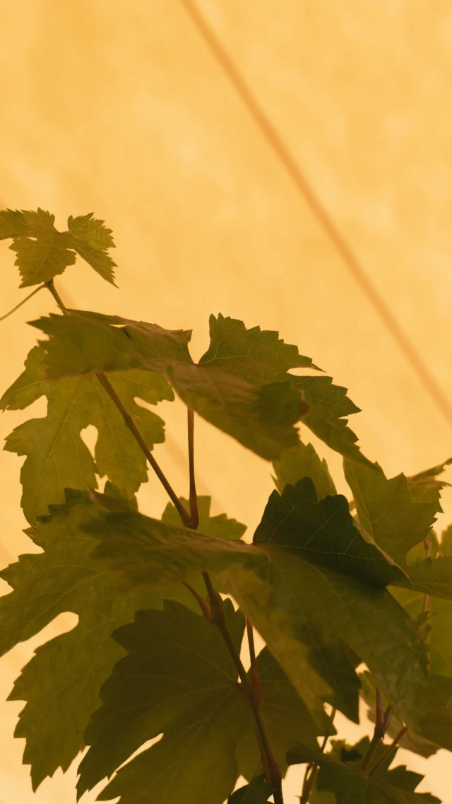 EN PRIMEURS WEEK 🍇 DAY 2

Hier avaient lieu les premières dégustations au cœur des Châteaux Hôtes. C’est sous un soleil éclatant que les appellations de la Rive Gauche ont présenté leur Millésime 2023 🍷 Un accueil chaleureux assuré par les Châteaux La Lagune, Lynch-Moussas et Branaire Ducru 🏰

@chateaubranaireducru 
@chateaulynchmoussas 
@chateaulalaguneofficiel 

📸 @pierre_planchenault_photograph