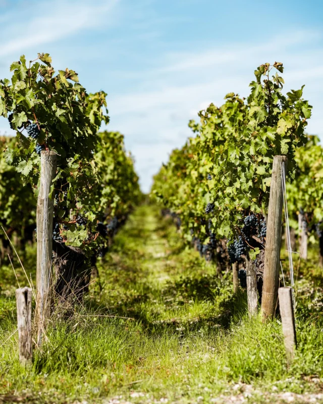 ✨🍇Immersion au cœur des vendanges✨

🍷Patience, savoir-faire, humilité… La période des vendanges est un moment unique. Façonné par le temps et la main du vigneron, le millésime 2024 voit le jour. 🍂🍇

📸 @celestin.coutaud

@chateau_cantemerle @chateau_lascombes